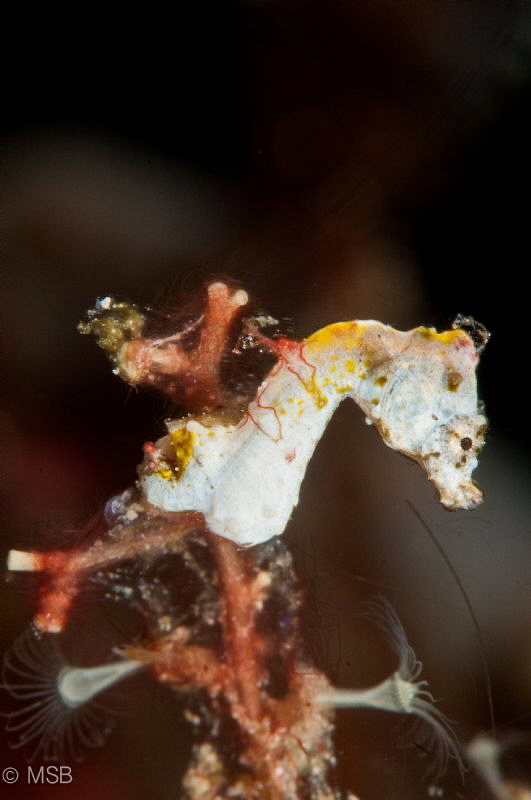 Pontohi Pygmy Seahorse. One more in Bunaken. D300s+Nikkor... by Mehmet Salih Bilal 