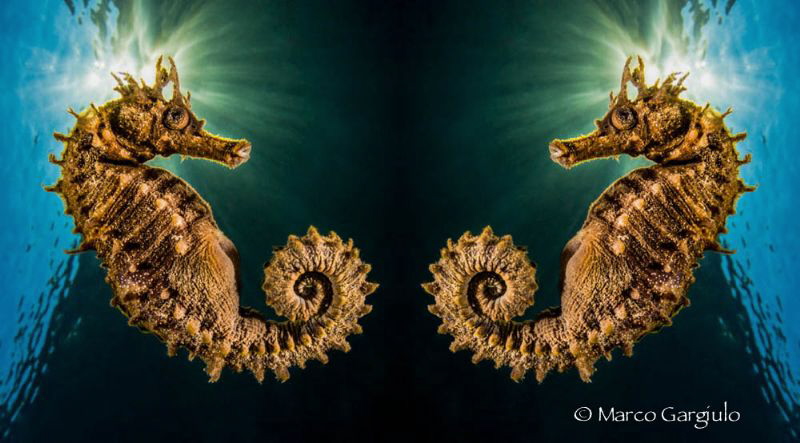 Hyppo twins, edited on Ipad with Reflection App by Marco Gargiulo 