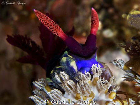Nikon D7100 in Nauticam Housing, 60mm lens, two strobes s... by Gabriella Luongo 