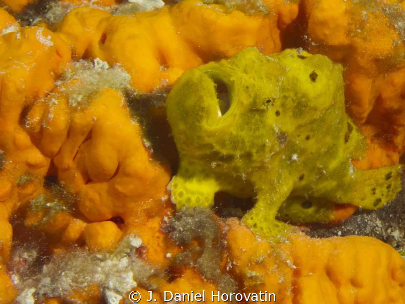 Yellow frogfish by J. Daniel Horovatin 