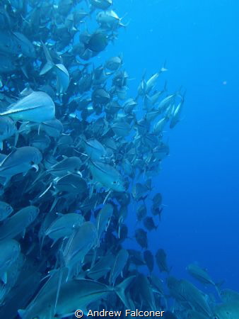 At barracuda point on Sipadan there is an enormous school... by Andrew Falconer 