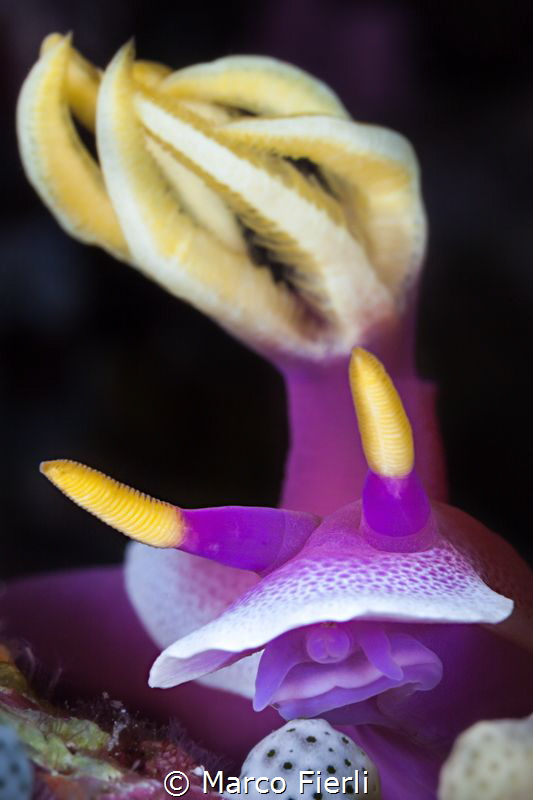 Hypselodoris Apolegma, portrait by Marco Fierli 