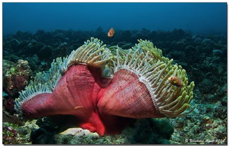 - symphony in red - 
magnificent sea anemone (Heteractis... by Reinhard Arndt 