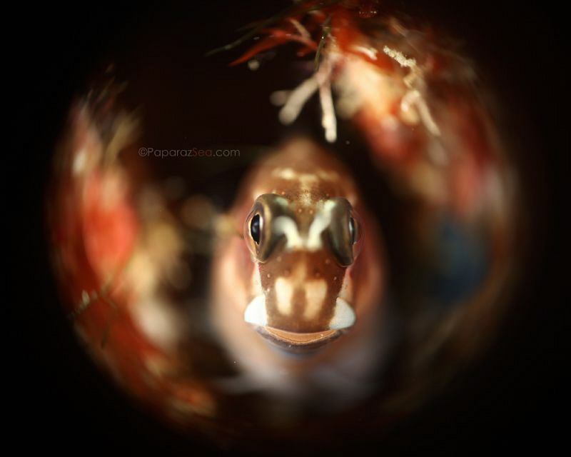 Galactic Blenny by Jun V Lao 