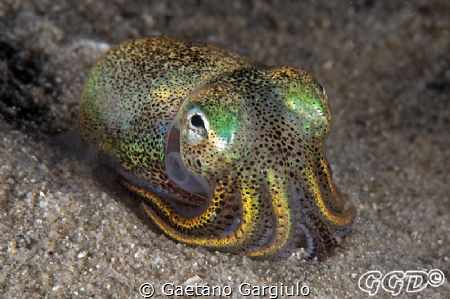 "relaxing after sex" I caught this fellow mating, I took ... by Gaetano Gargiulo 