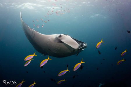 Manta Ray Manta Ray Taken at Hin Daeng Thailand. Camera: ... by Daniel Sasse 