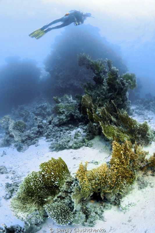 St. Johns Reef by Sergiy Glushchenko 