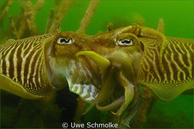 The kiss by Uwe Schmolke 