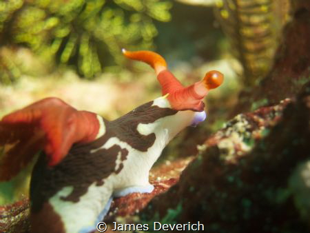 Reminds me of the racing snail in Never Ending Story.

... by James Deverich 