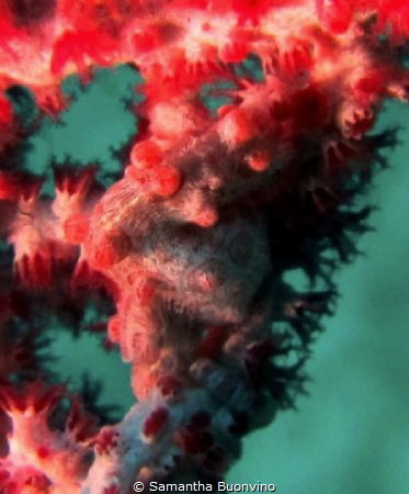 A pygmy sea horse in pink dress by Samantha Buonvino 