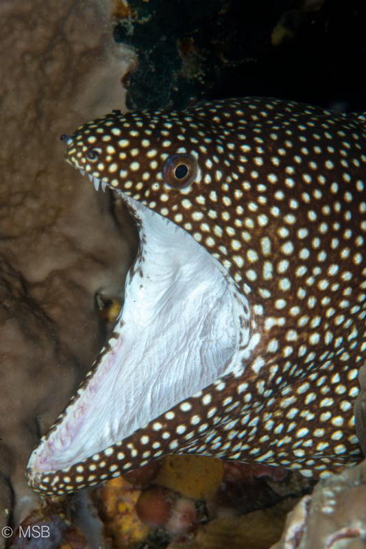 White mouth moray eel. by Mehmet Salih Bilal 