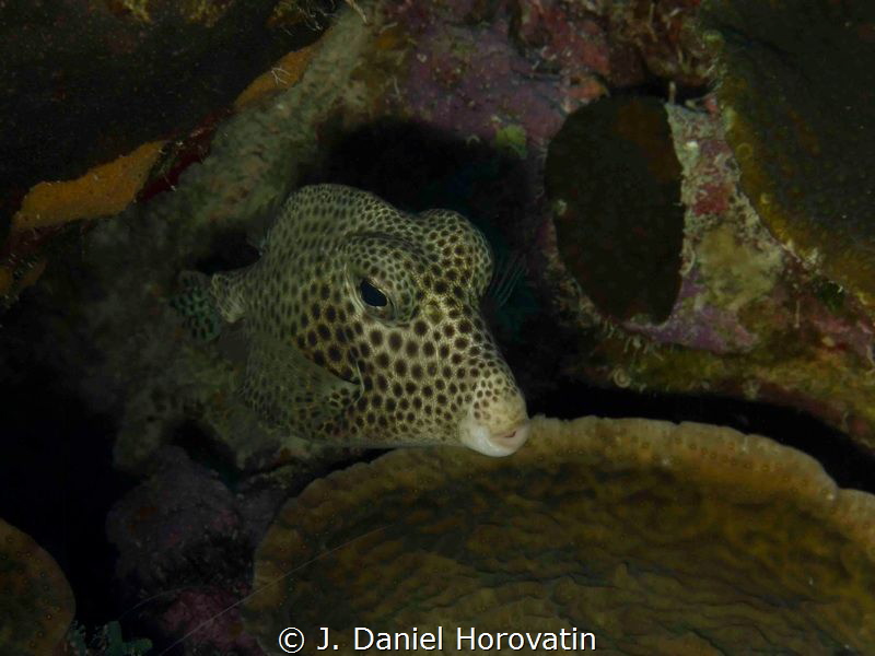 Sharpnose Puffer by J. Daniel Horovatin 