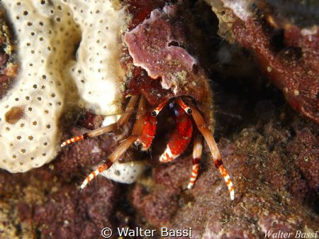 Calcinus tubularis by Walter Bassi 