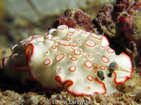 Ornate dermatobranch nudibranch, macro. by Laura Dinraths 