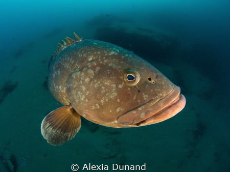 Charlie/Felix the best dive buddy ever! by Alexia Dunand 