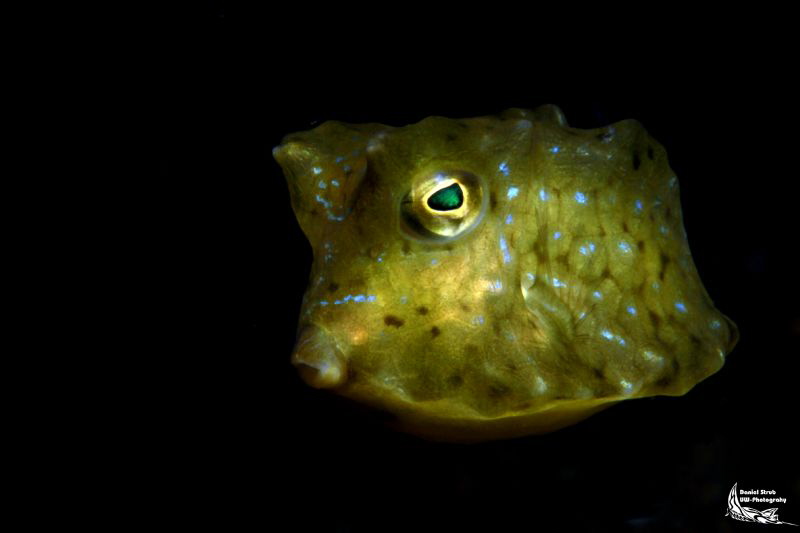 Juvenile cowfish :-D by Daniel Strub 