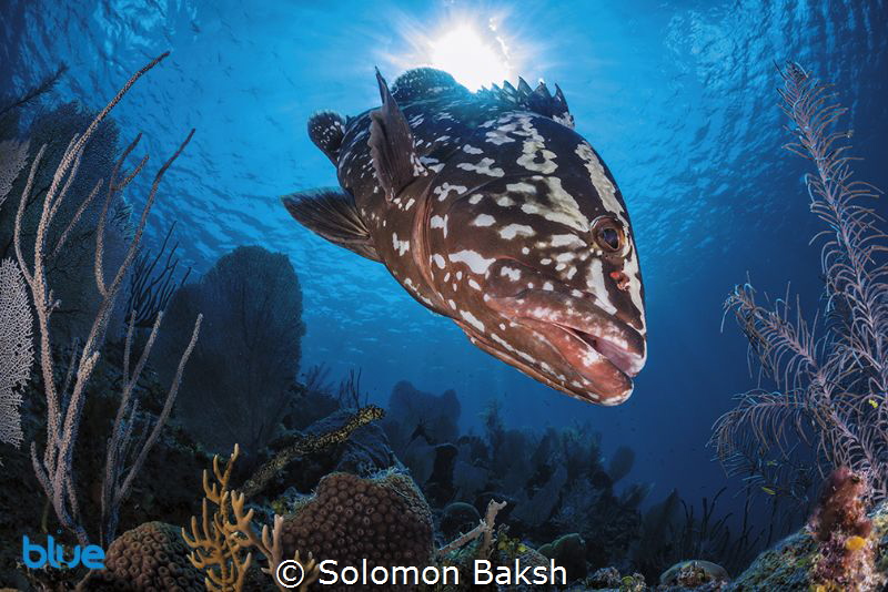 Nassau Grouper at Marilyn's Cut, Little Cayman by Solomon Baksh 