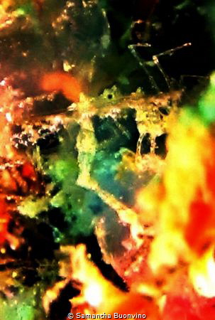 The astonishing beauty of super macro (and the wish of ha... by Samantha Buonvino 