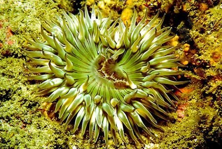 Green Anemone - Orange County, CA by Dallas Poore 