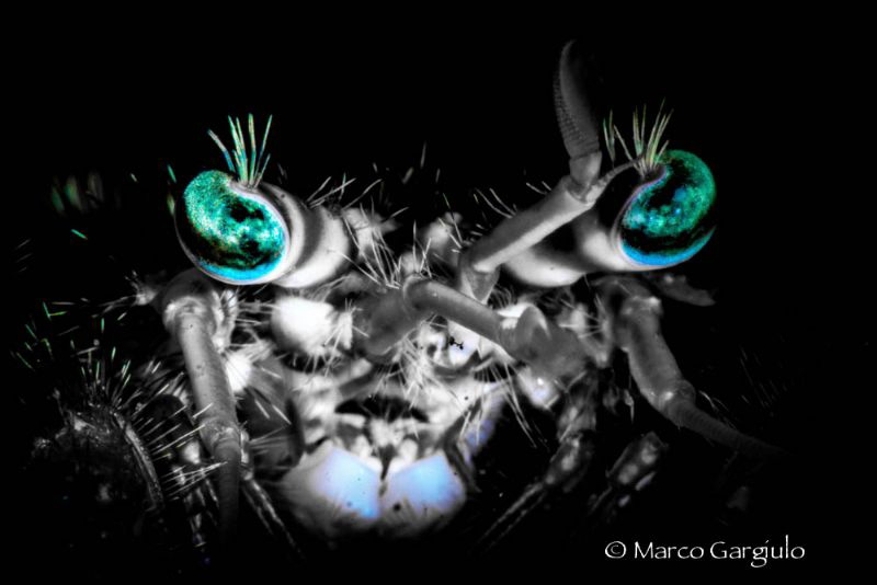Blue Eyes by Marco Gargiulo 