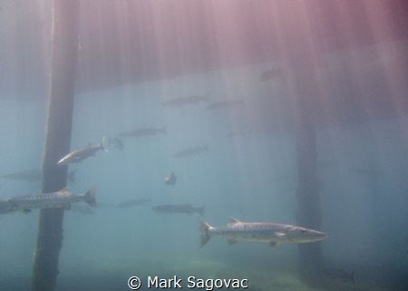 Barracudas under the BHB by Mark Sagovac 