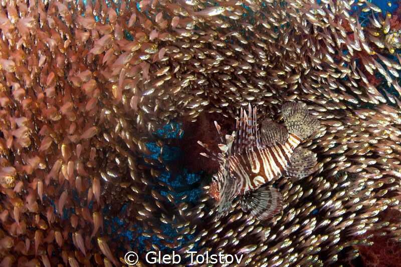 Lion fish in a school of glass fish by Gleb Tolstov 