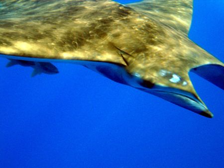 Devil Manta Ray - Mobula mobular - a lucky encounter on a... by João Monteiro 