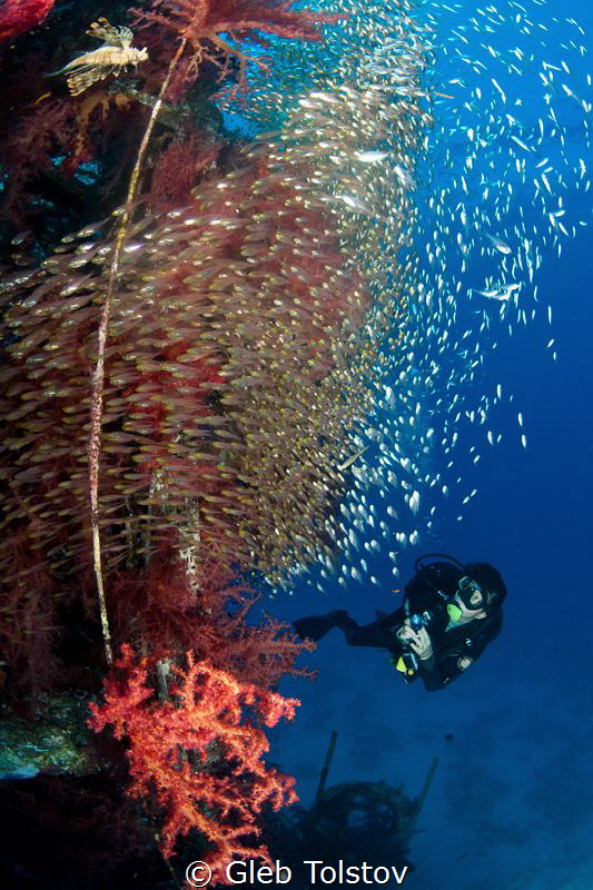 Diving at Satil wreck by Gleb Tolstov 