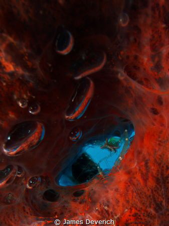 Cleaner shrimp next to bubbles by James Deverich 
