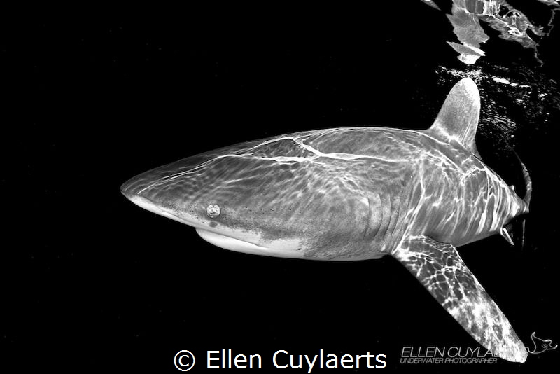 Shark called lefty because of a damaged eye! I've met her... by Ellen Cuylaerts 