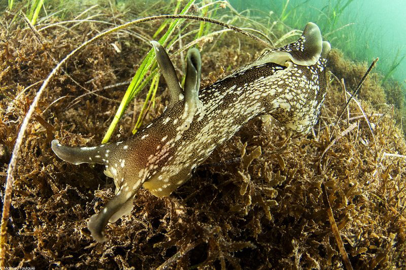 Aplysia punctata (Thau lagoon) by Mathieu Foulquié 