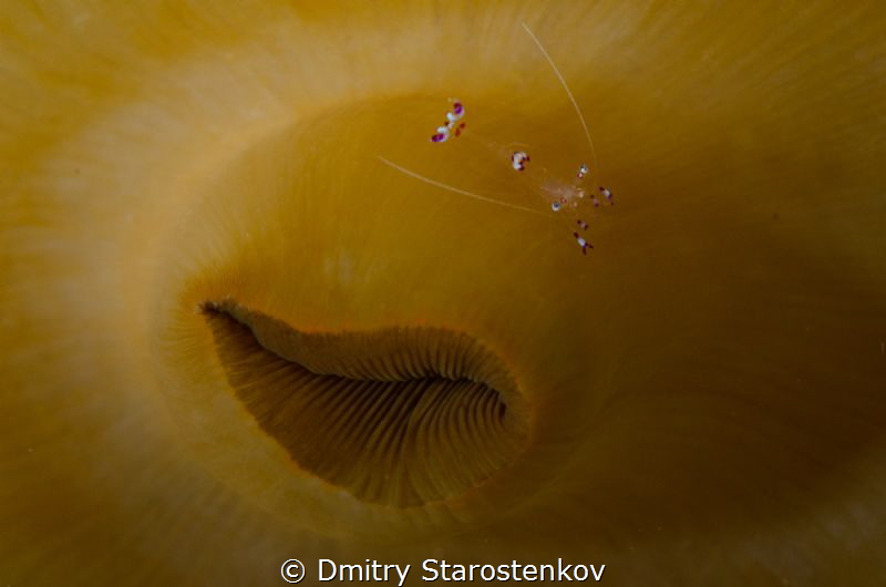 The pretty abstract shot. The planet "Anemone shrimp" is ... by Dmitry Starostenkov 