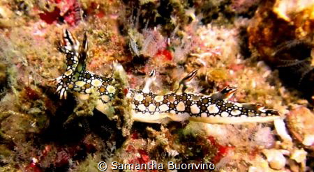A happy Bornella Anguilla posing in Malapascua by Samantha Buonvino 