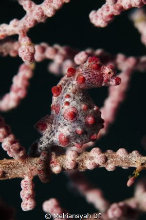 Pigmy was Taken at Raja Ampat Cape Kri dive spot by Melriansyah Df 