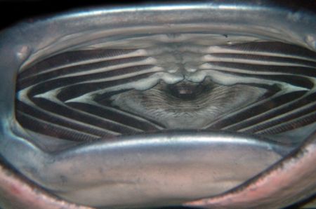 Manta's mouth during a night dive in Kona, Hawaii by Alex Dorward 
