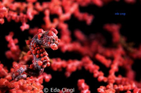 bargibanti pygmy seahorse by Eda Çıngı 