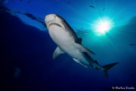 Tiger shark at Tiger Beach Bahamas, Canon 1DC in Nauticam... by Markus Davids 
