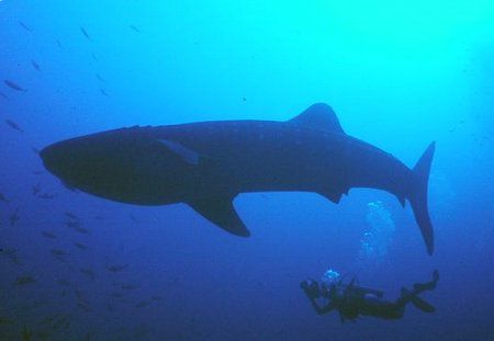 Roatan, Honduras. by Shawn Jackson 