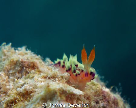 Flabelina

ISO80 F5.9 1/160 strobe fired by James Deverich 