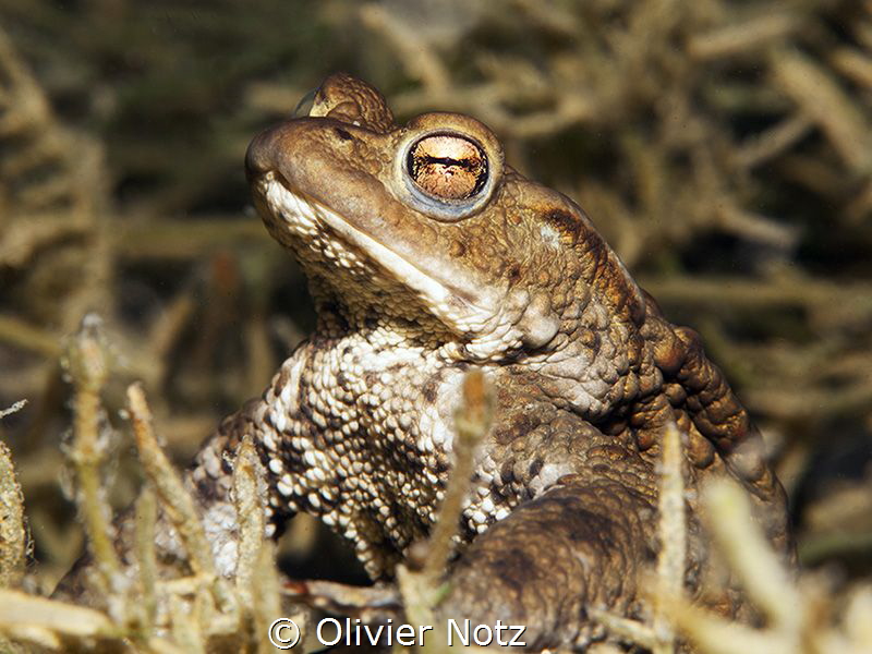 Toad in the Lake of Lucerne
Every year in April, toads a... by Olivier Notz 
