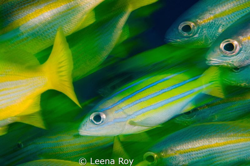 Fish action by Leena Roy 