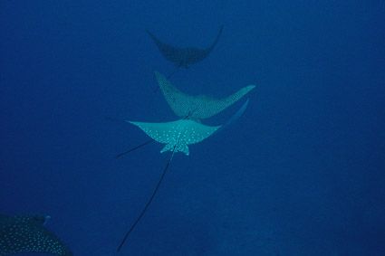 Eagle rays, extreme visibility, I shot them without strobo by Alessandro Reato 