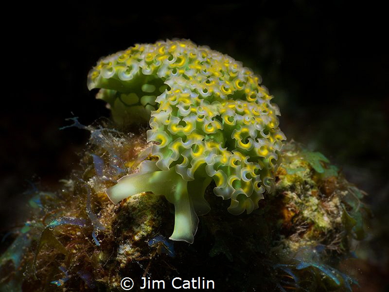 Lettuce leaf slug by Jim Catlin 