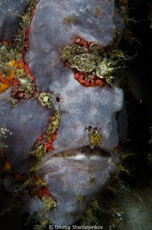 Chimerical frogfish by Dmitry Starostenkov 