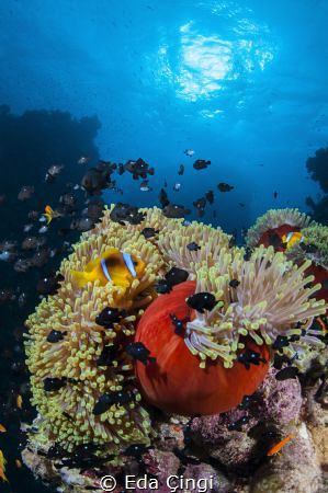 south red sea by Eda Çıngı 