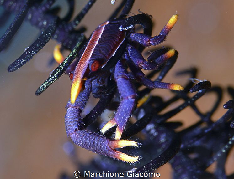 Gangga Island , Galathea
Nikon D800E, 105 macro, two strobo by Marchione Giacomo 