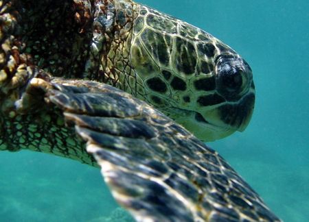 Hawaiian Green Sea Turtle...Sharks Cove Oahu by Glenn Poulain 