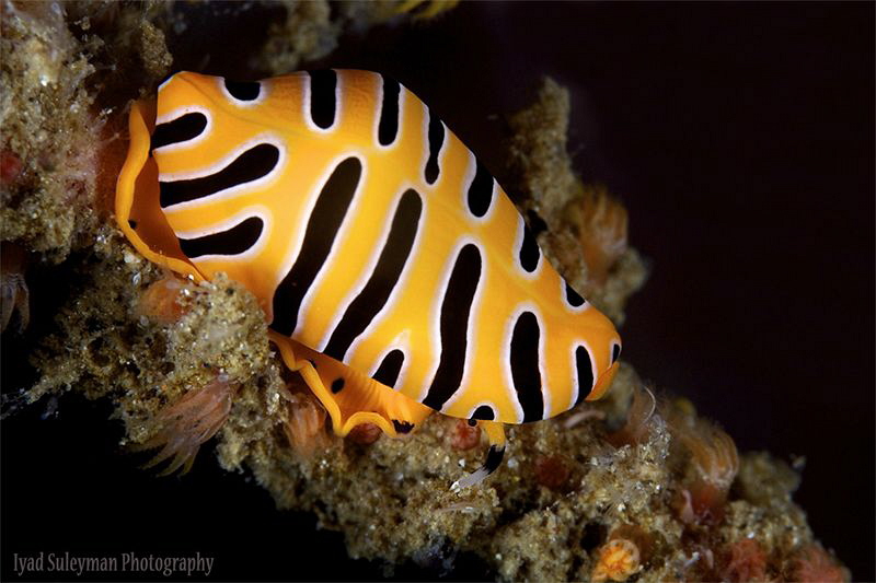 Crenavolva Tigris by Iyad Suleyman 