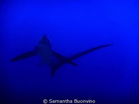 Thresher shart at cleaning station in Monad Shoal, Malapa... by Samantha Buonvino 