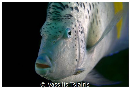 An angelfish spotted on a shore dive by Vassilis Tsiairis 